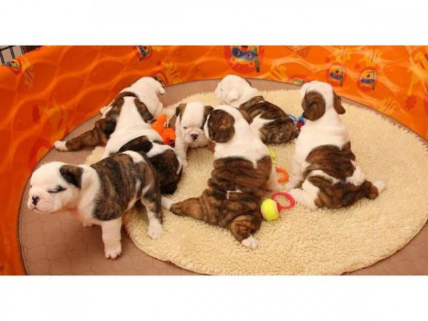 engelse-buldogpuppy-om-weg-te-geven-big-0