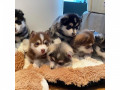 leukste-pomsky-puppy-small-0