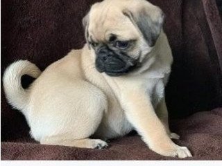 Pug puppies om weg te geven