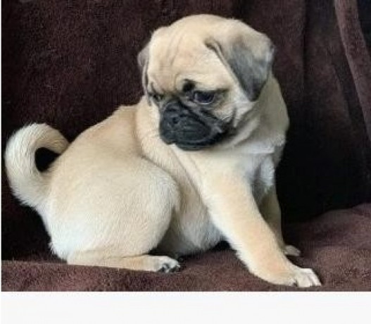 pug-puppies-om-weg-te-geven-big-0