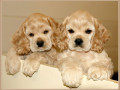 cocker-spaniel-puppys-small-0