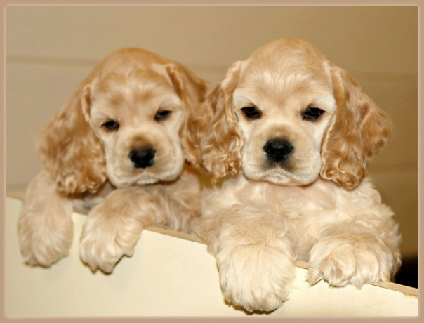 cocker-spaniel-puppys-big-0