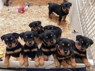 Rottweiler pups