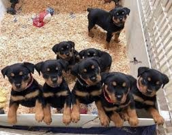 rottweiler-pups-big-0