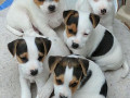 jack-russell-terrier-pupjes-te-koop-small-0