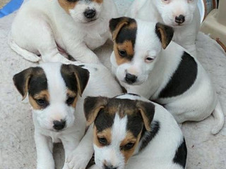 Jack Russell terrier pupjes te koop!