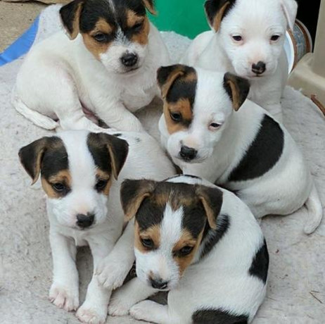 jack-russell-terrier-pupjes-te-koop-big-0