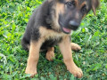 gezonde-duitse-herderspups-small-0
