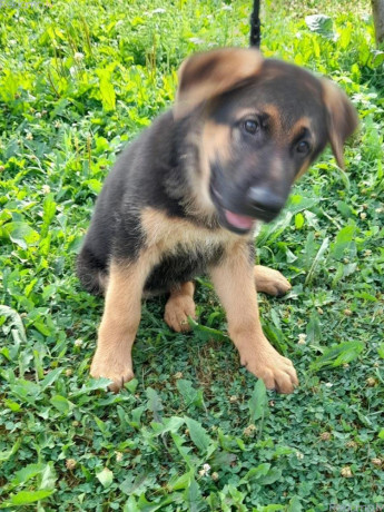 gezonde-duitse-herderspups-big-0