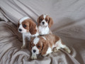 twee-cavalier-king-charles-puppys-beschikbaar-small-0