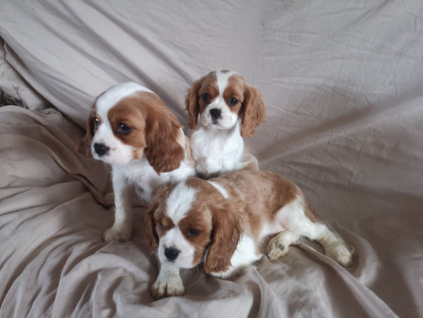 twee-cavalier-king-charles-puppys-beschikbaar-big-0