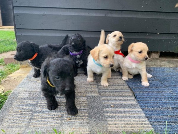 prachtig-jackapoo-puppy-klaar-big-0