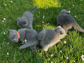 kocieta-rasy-brytyjskiej-krotkowlosej-sa-juz-gotowe-do-nowych-domow-small-1