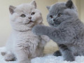 kocieta-rasy-brytyjskiej-krotkowlosej-sa-juz-gotowe-do-nowych-domow-small-2