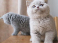 kocieta-rasy-brytyjskiej-krotkowlosej-sa-juz-gotowe-do-nowych-domow-small-3