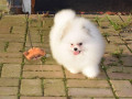 szczenieta-pomeraniana-small-2