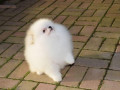 szczenieta-pomeraniana-small-3