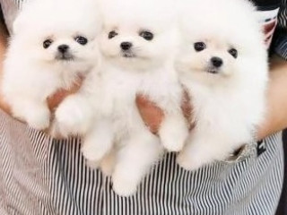 Szczenięta pomeraniana