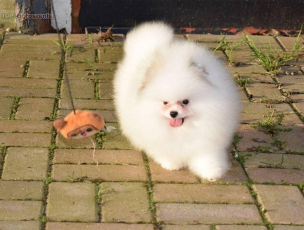 szczenieta-pomeraniana-big-2