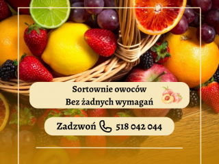 SORTOWNIE OWOCÓW | PARY | BEZ WYMAGAŃ JĘZYKOWYCH